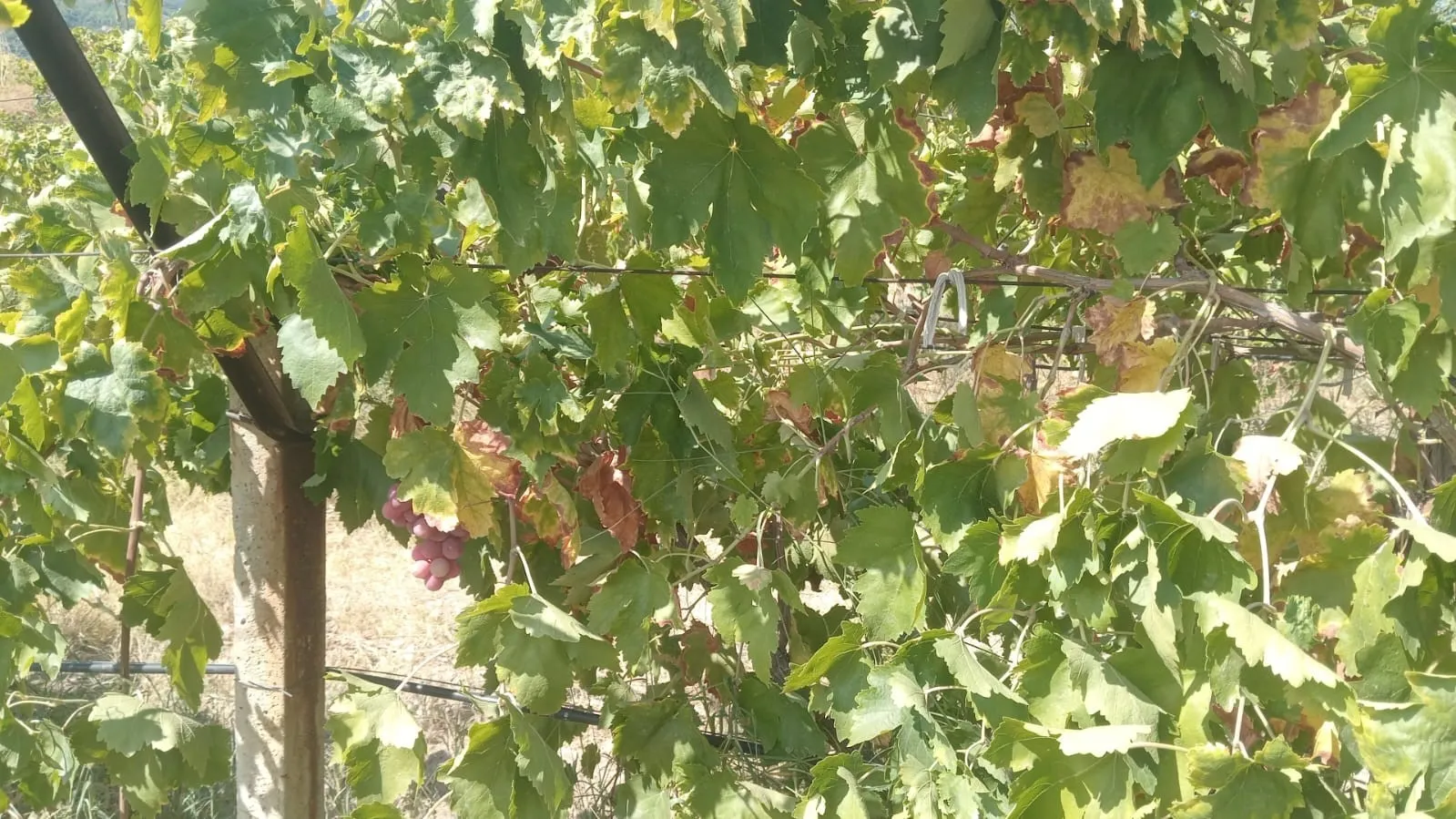 Bağdan 2 Ton Üzüm Çalan Şüpheliler, Jandarmanın Takibiyle Kıskıvrak Yakalandı