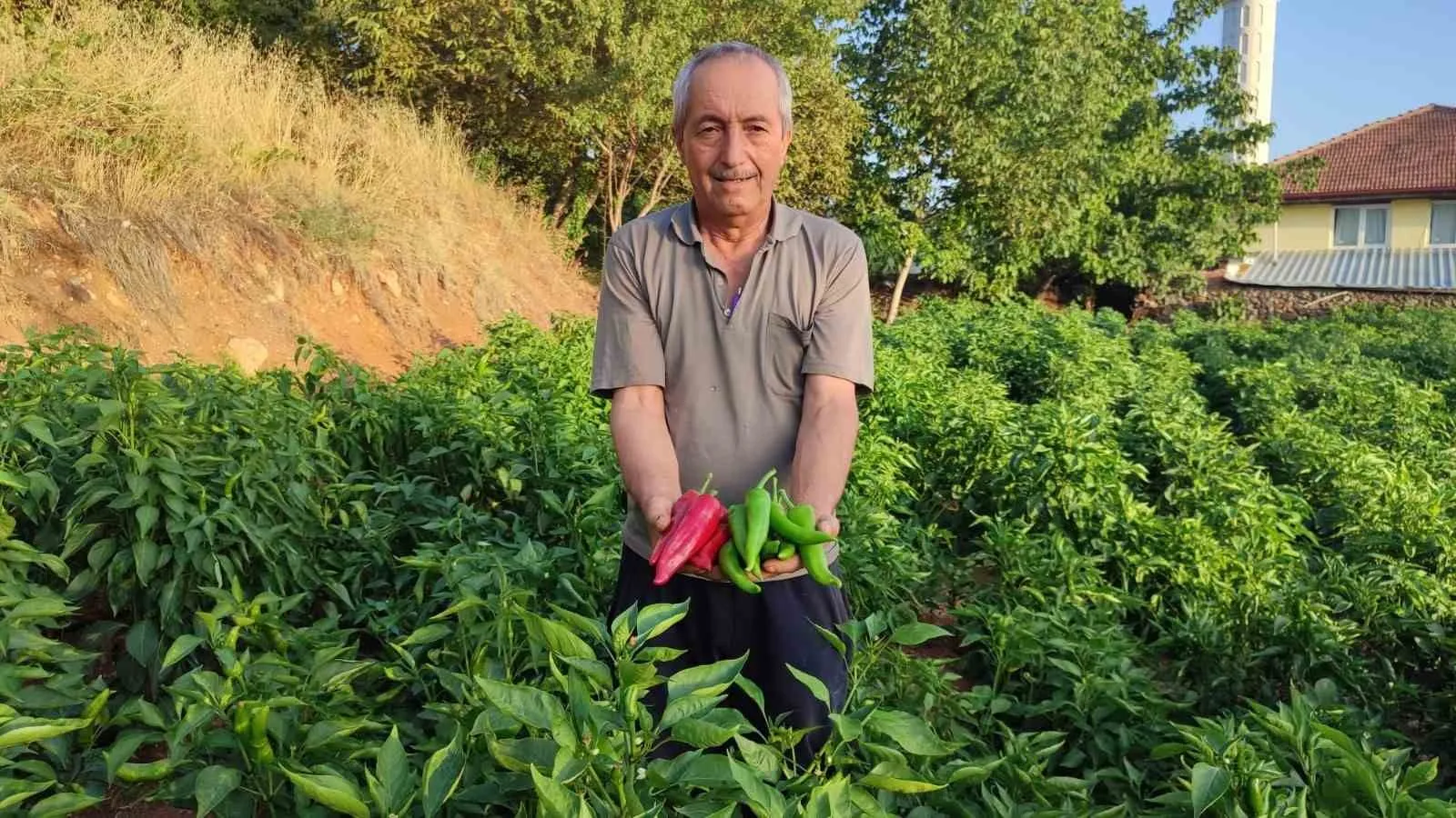 Beyağaç’ın bereketli topraklarında ata tohumu mesaisi: Kayaca biberi kazandırıyor