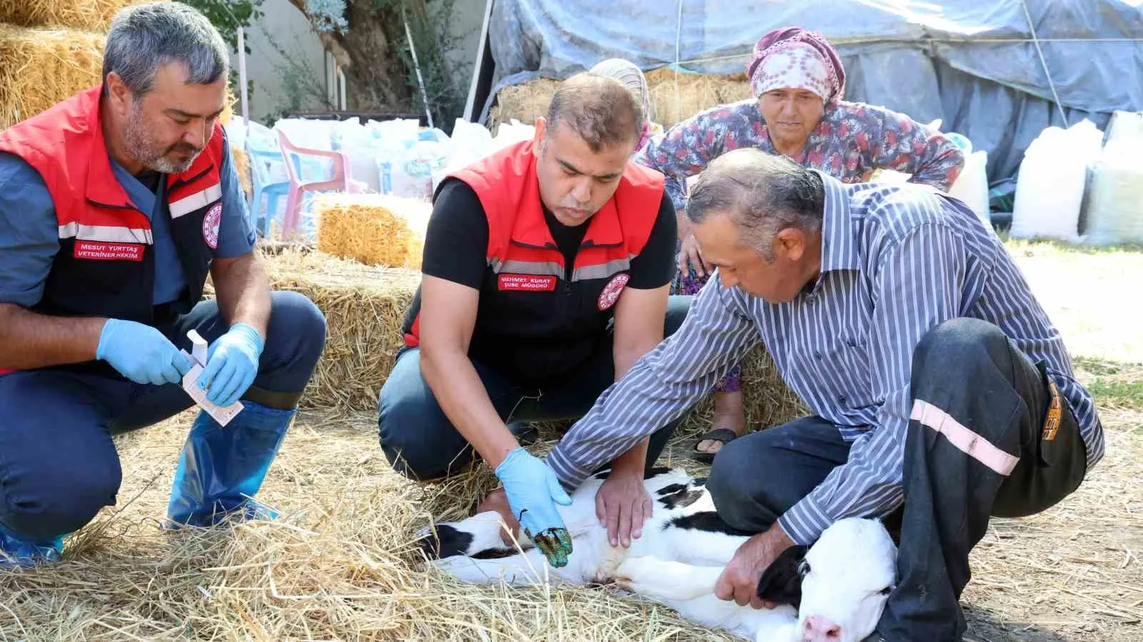Muğla’da buzağı ölümlerine karşı seferberlik: İlk 24 saat hayat kurtarıyor